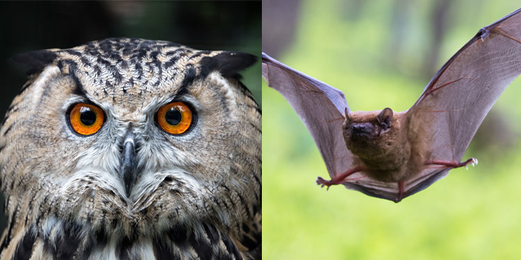 Teaching Similarities and Differences: Bats & Owls—with FREE Download!