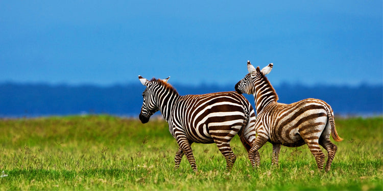 An African Animal Lesson Using Informational Texts—with FREE Download!