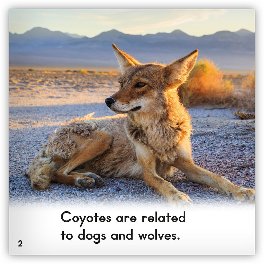 coyote-1_1024x1024.jpg?v=