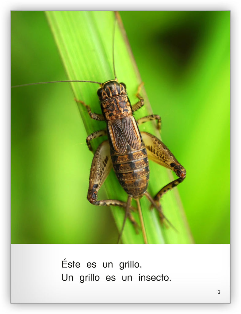 Es un insecto - Colección Caleidoscopio - Hameray Publishing