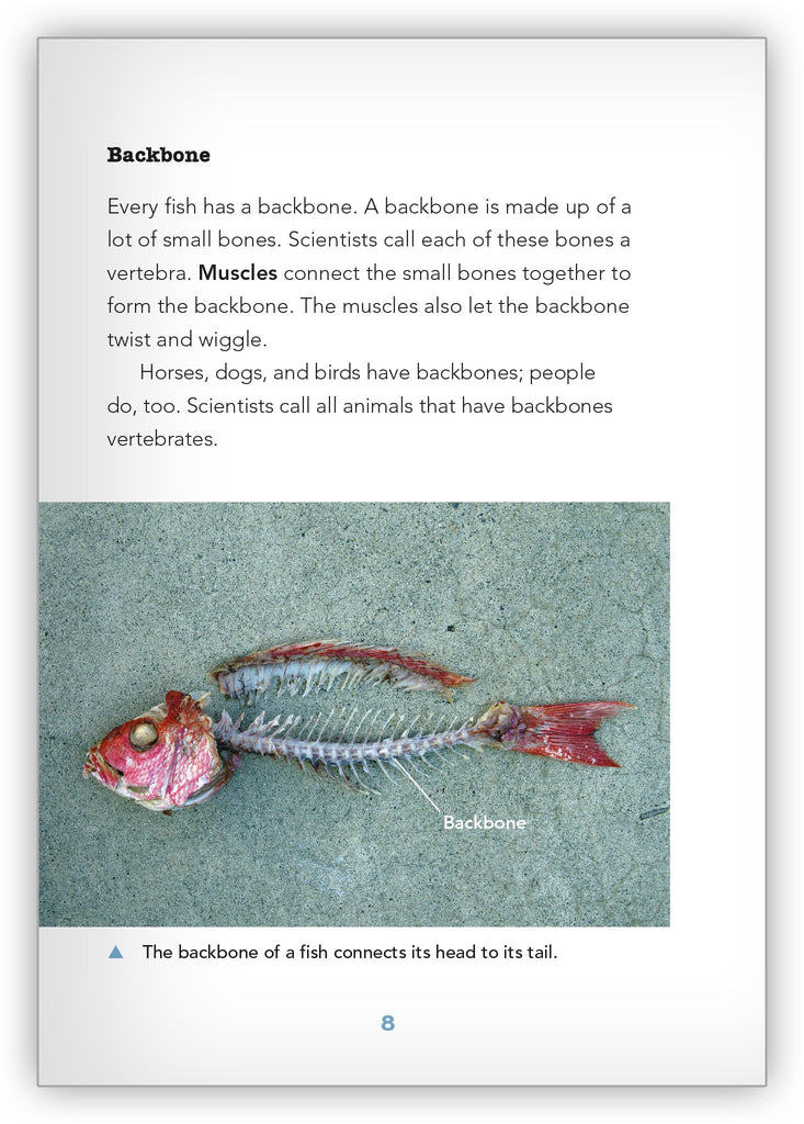 Fish, Not Fish - Underwater Encounters - Hameray Publishing