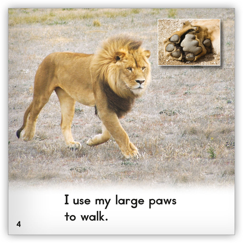 Lion - Zoozoo Into the Wild - Hameray Publishing