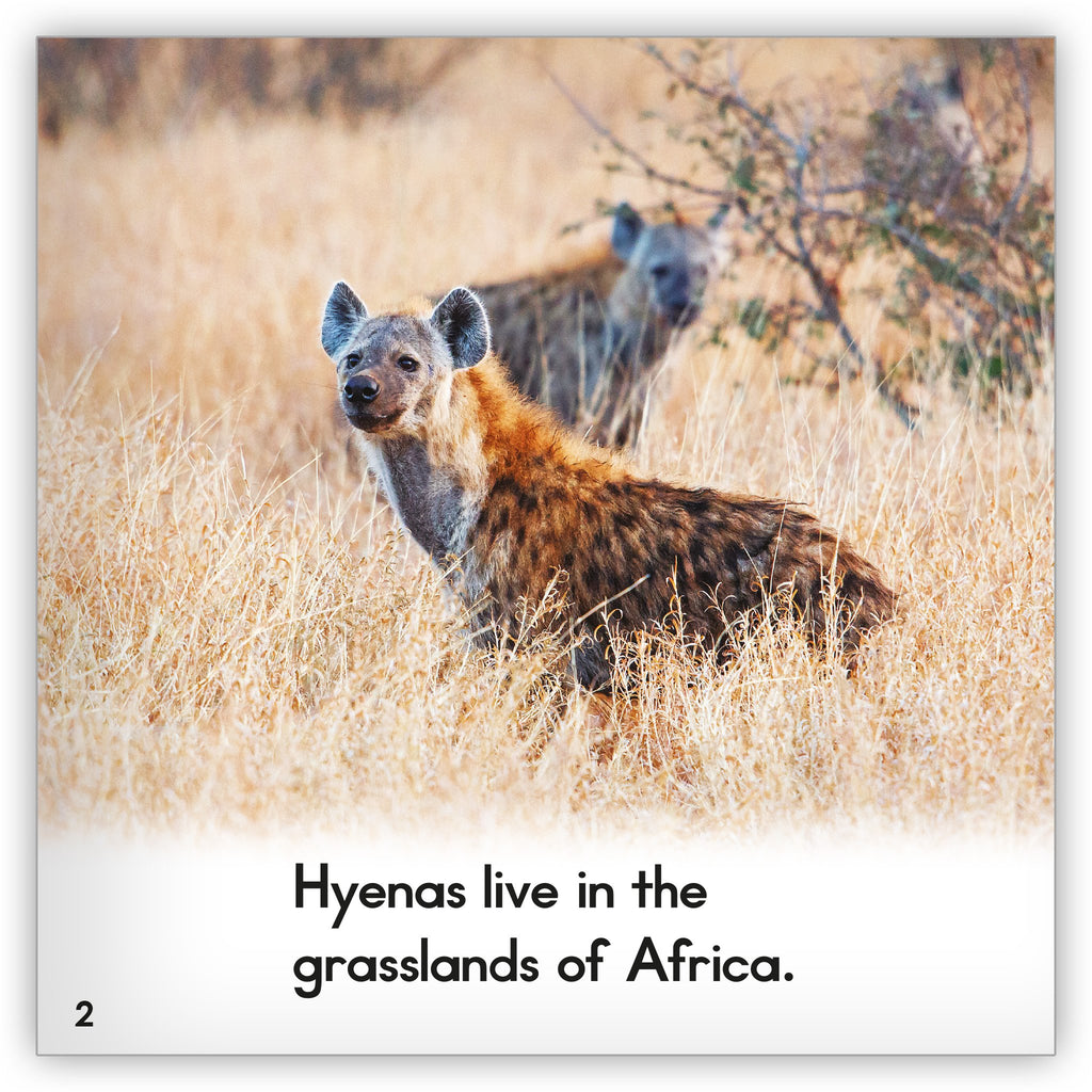 Hyena - Zoozoo Animal World - Hameray Publishing