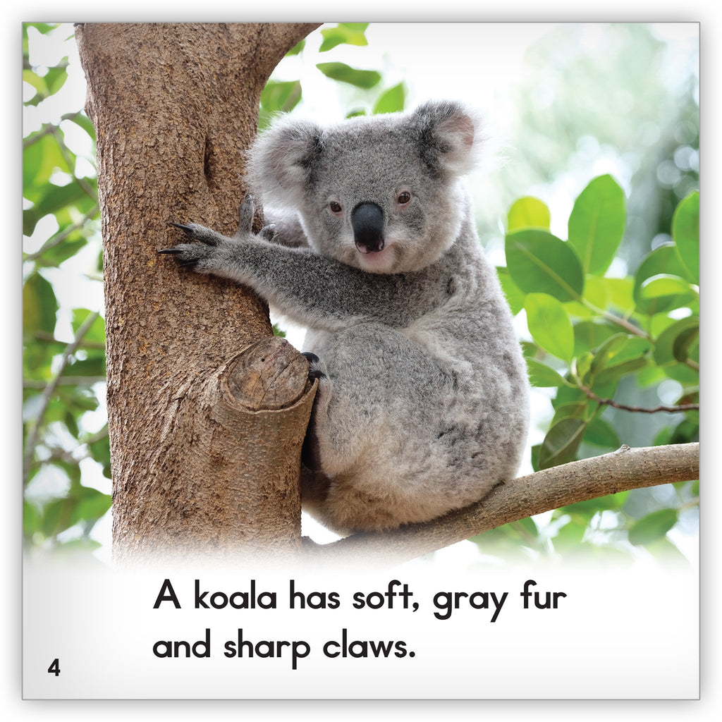 Koala: interactive book by Julien Sollai