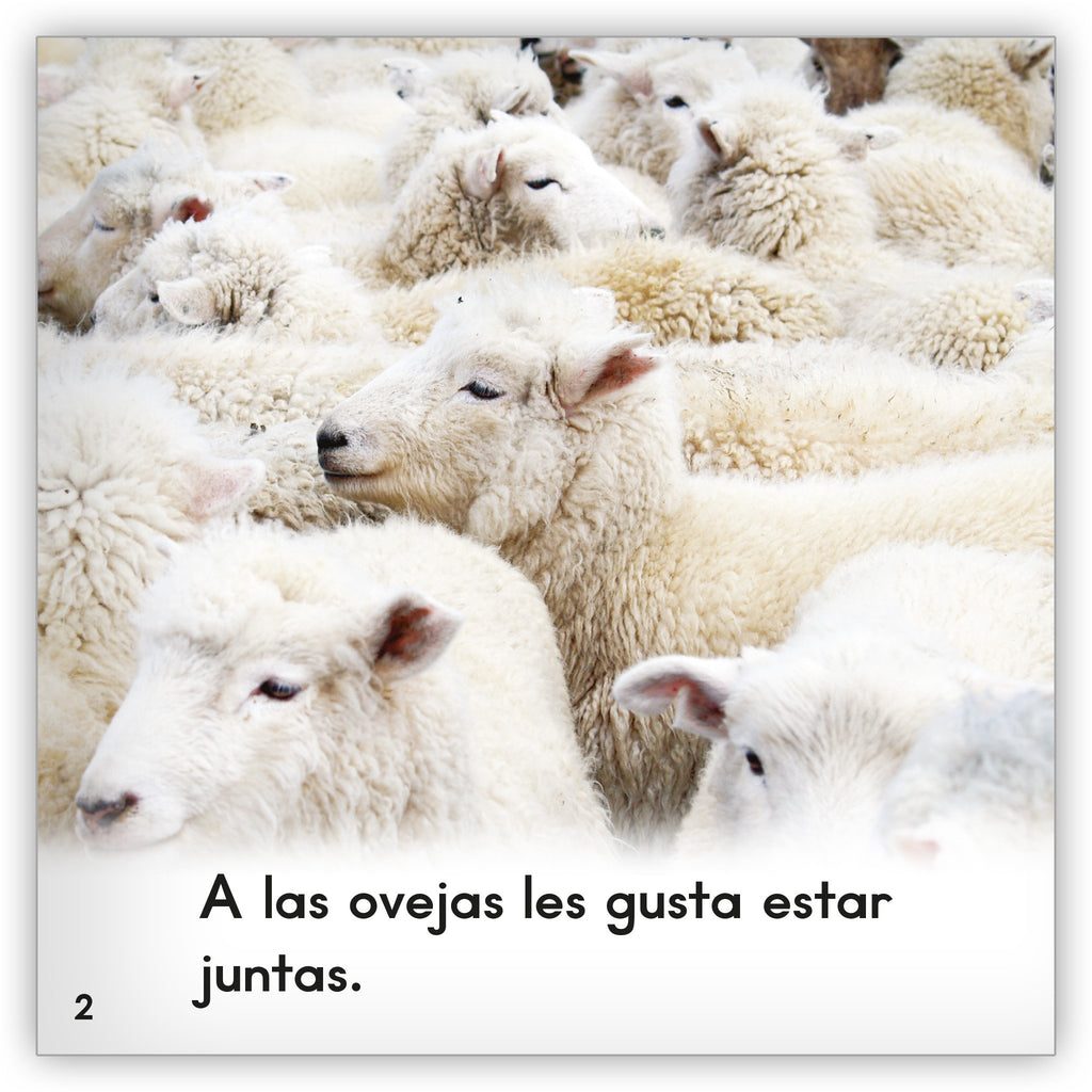 La oveja Zoozoo Mundo Animal Hameray Publishing