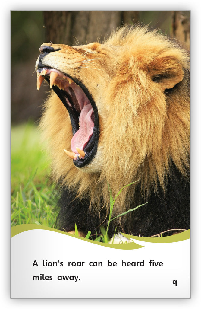 Truth or Tail: A lion's roar can be heard 5 miles away, Cleveland  Zoological Society