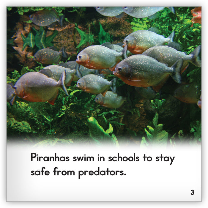 Piranha from Zoozoo Animal World