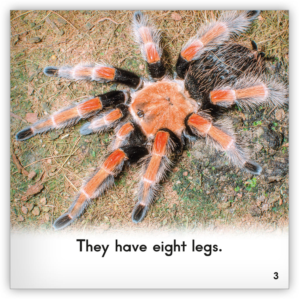 tarantula-1_1024x1024.jpg?v=