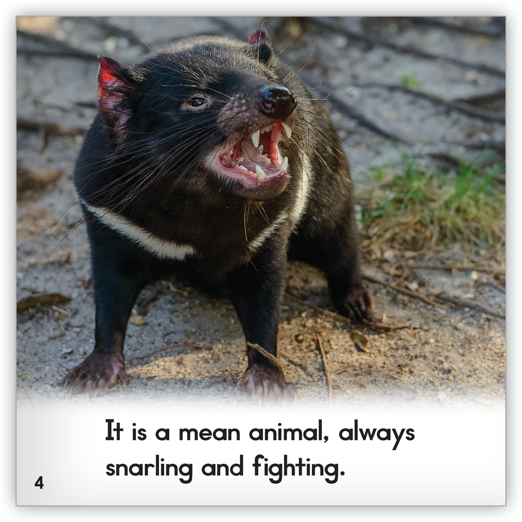 tasmanian-devil-2_1024x1024.
