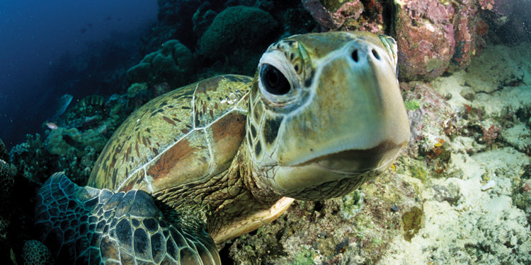 Sea Life Projects, Part 2: Sorting Turtles—with FREE Download!