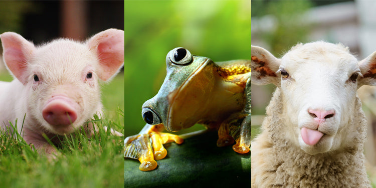 Teaching Similarities and Differences: More than Two Animals—with FREE Download!