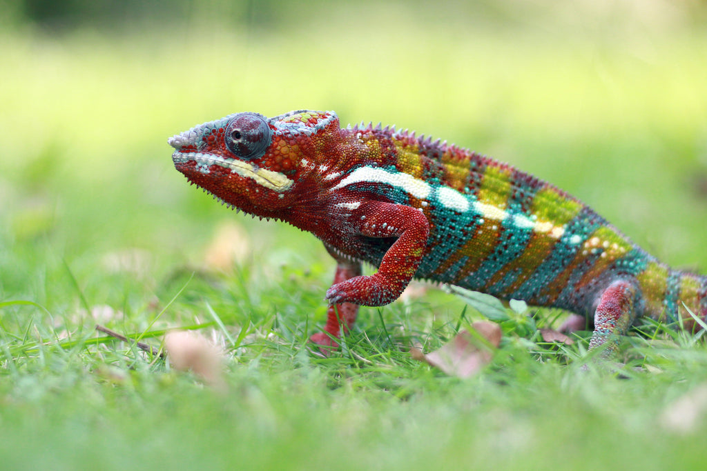 Hameray's Critter Corner: Download a FREE Chameleon Coloring Page!