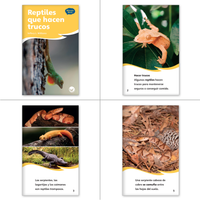 El jabalí y el camaleón Theme Set (6-Packs)