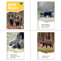 Kindergarten Nonfiction Dual Language Library