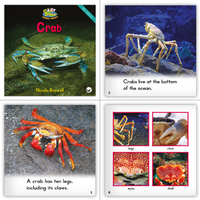 Zoozoo Animal World Big Book Set