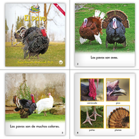 1st Grade Nonfiction Dual Language Library (6-Packs)