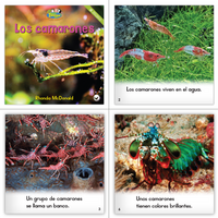 Zoozoo Mundo Animal Humedal Habitat Set (6-Packs)