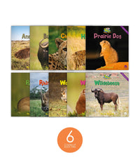 Zoozoo Animal World Grasslands Sampler Set (6-Packs)