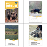 Spanish Kindergarten Top 100 Library