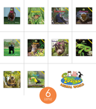 Zoozoo Animal World Rainforest Sampler Set (6-Packs)