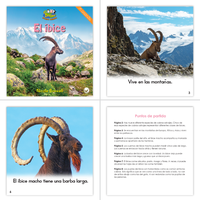 Zoozoo Mundo Animal Complete Set