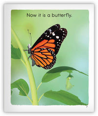 A Butterfly's Life