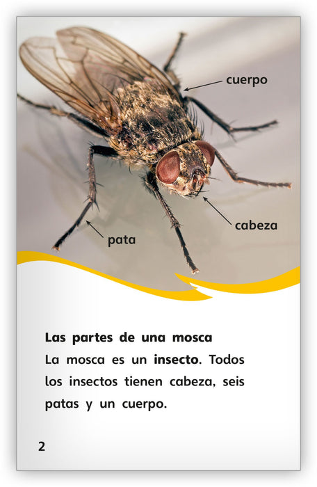 A través del ojo de una mosca from Fábulas y el Mundo Real