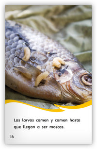 A través del ojo de una mosca Leveled Book