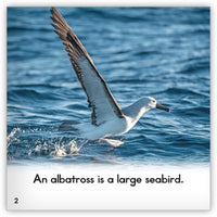 Albatross from Zoozoo Animal World