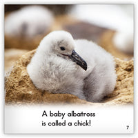 Albatross from Zoozoo Animal World