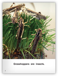 All About Grasshoppers Big Book from Kaleidoscope Collection