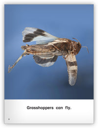 All About Grasshoppers Big Book from Kaleidoscope Collection