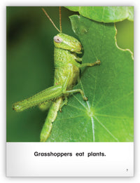 All About Grasshoppers Big Book from Kaleidoscope Collection