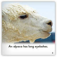 Alpaca from Zoozoo Animal World