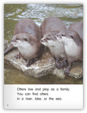 Amazing Otters from Kaleidoscope Collection