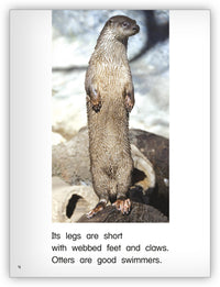 Amazing Otters from Kaleidoscope Collection