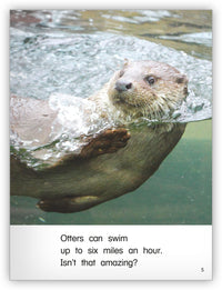 Amazing Otters from Kaleidoscope Collection