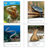 Amphibians & Reptiles Theme Set (6-Packs)