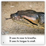 Anaconda from Zoozoo Animal World