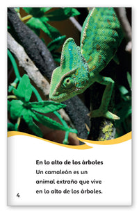 Animales extraños por todos lados from Fábulas y el Mundo Real