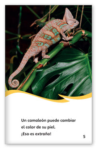 Animales extraños por todos lados from Fábulas y el Mundo Real