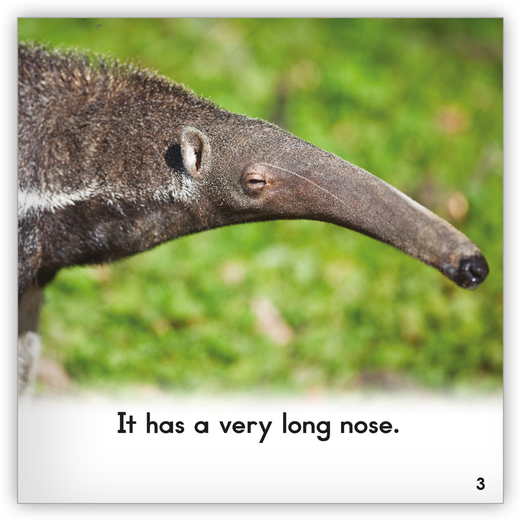 Anteater - Zoozoo Animal World - Hameray Publishing