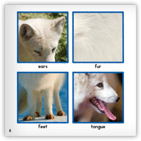 Arctic Fox from Zoozoo Animal World