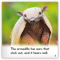 Armadillo from Zoozoo Animal World