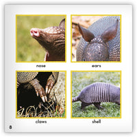 Armadillo from Zoozoo Animal World