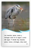 Aves acuáticas Leveled Book