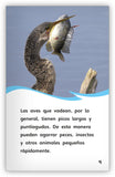 Aves acuáticas from Fábulas y el Mundo Real