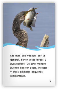 Aves acuáticas Leveled Book