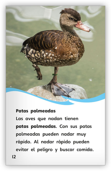 Aves acuáticas Leveled Book