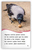 Aves inteligentes, Aves asombrosas from Fábulas y el Mundo Real